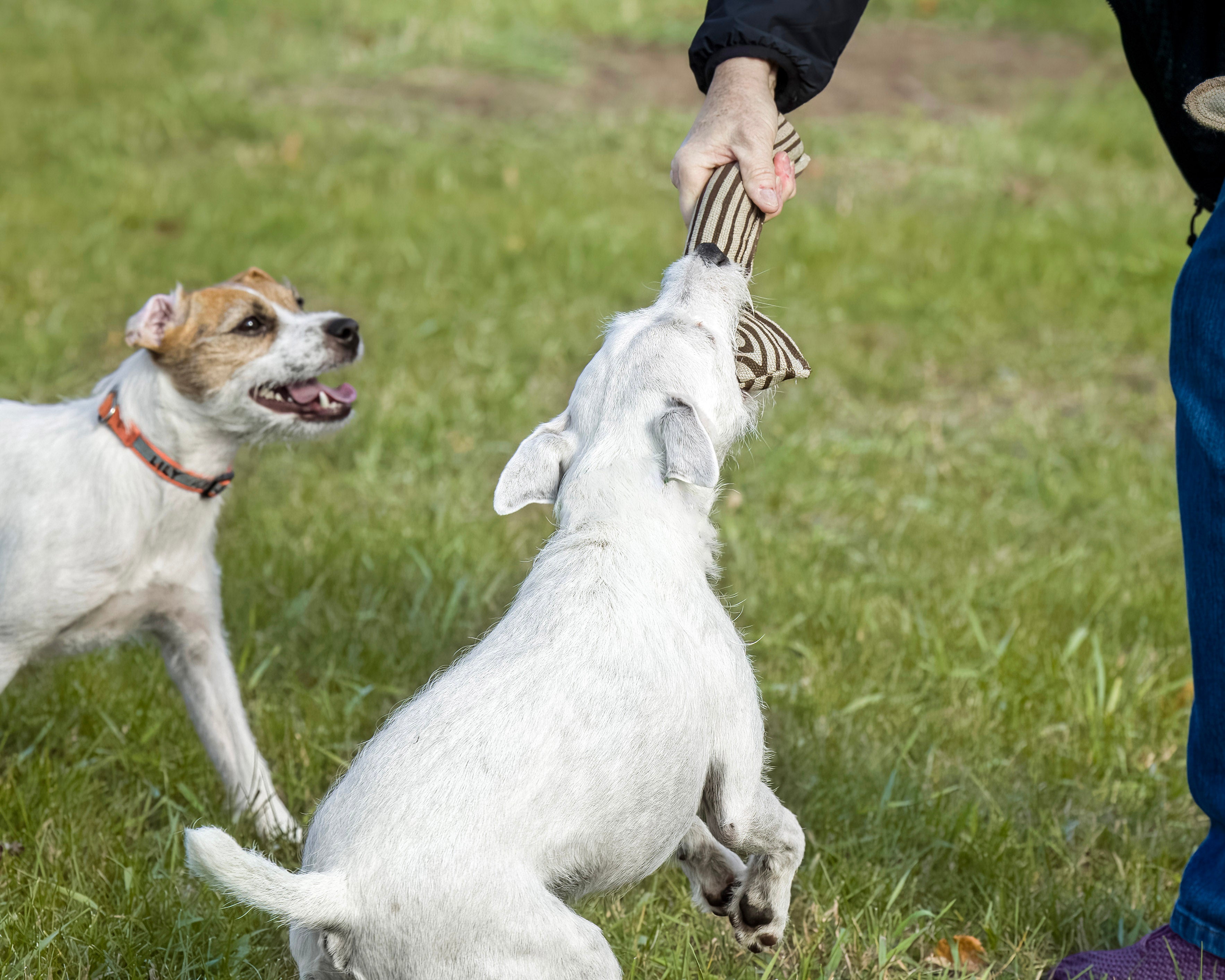 Honestpetproducts