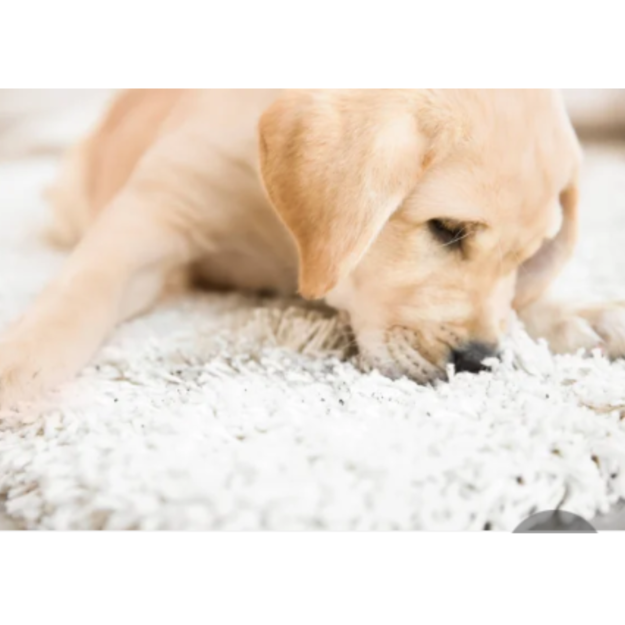 Honestpetproducts