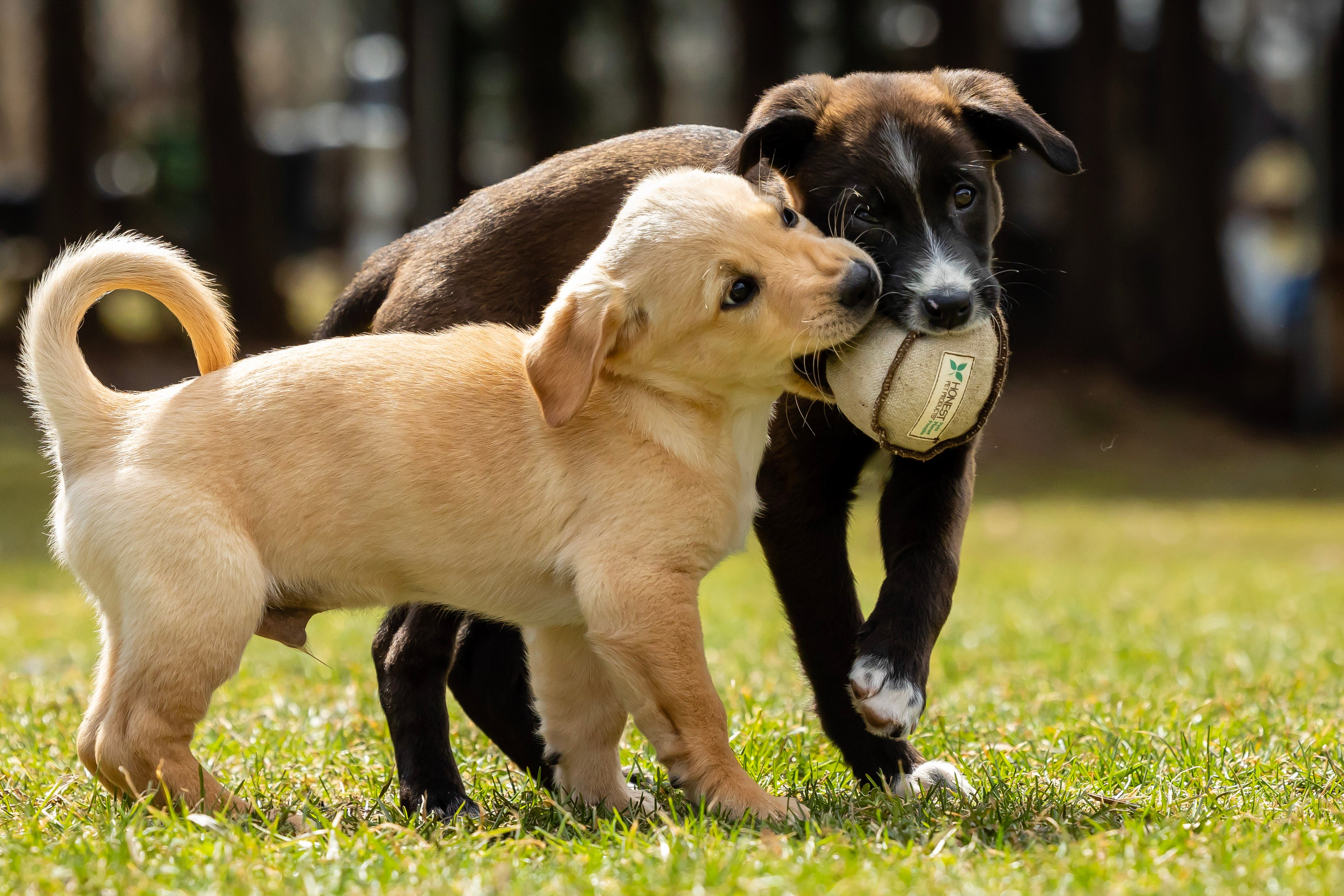 Honestpetproducts