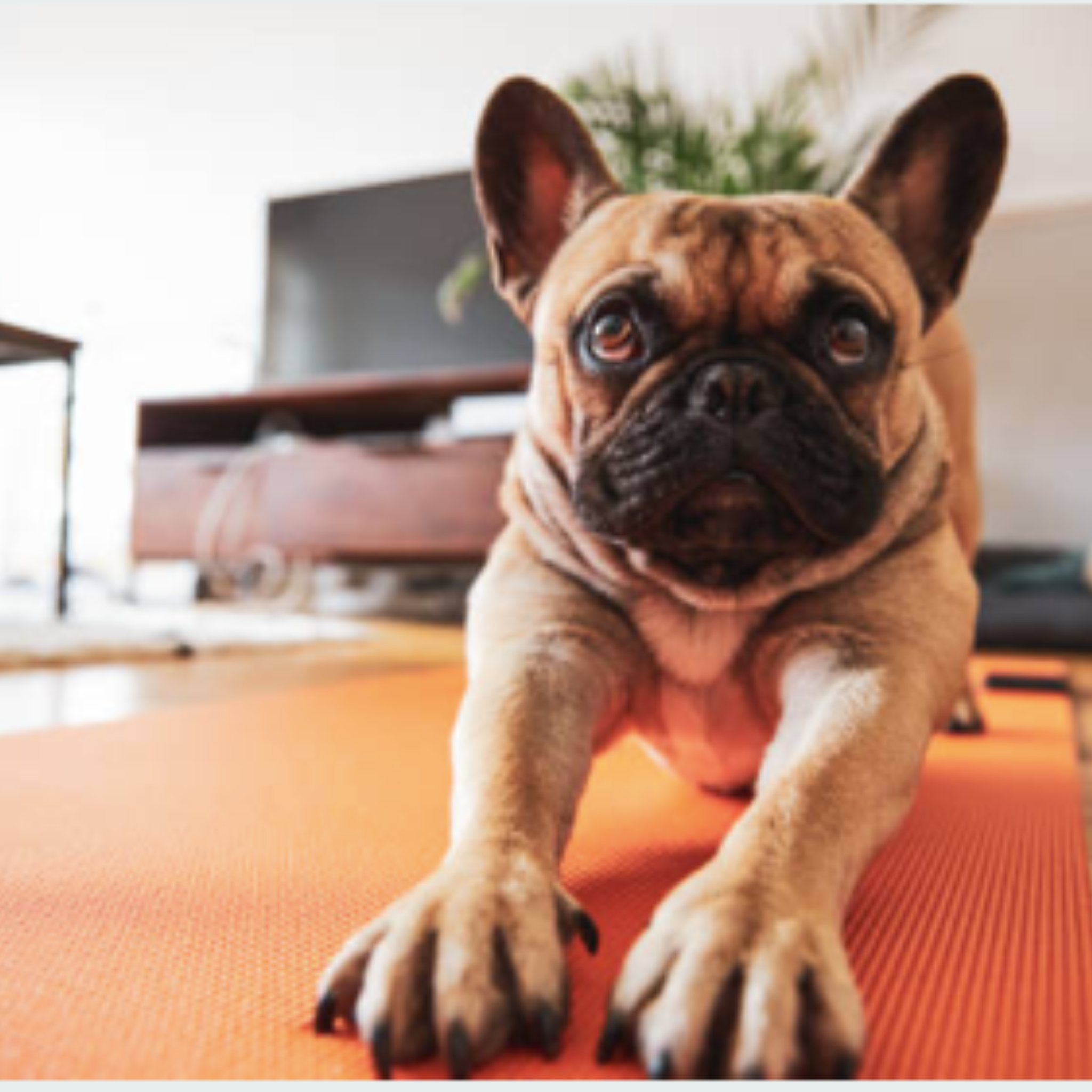 Honestpetproducts