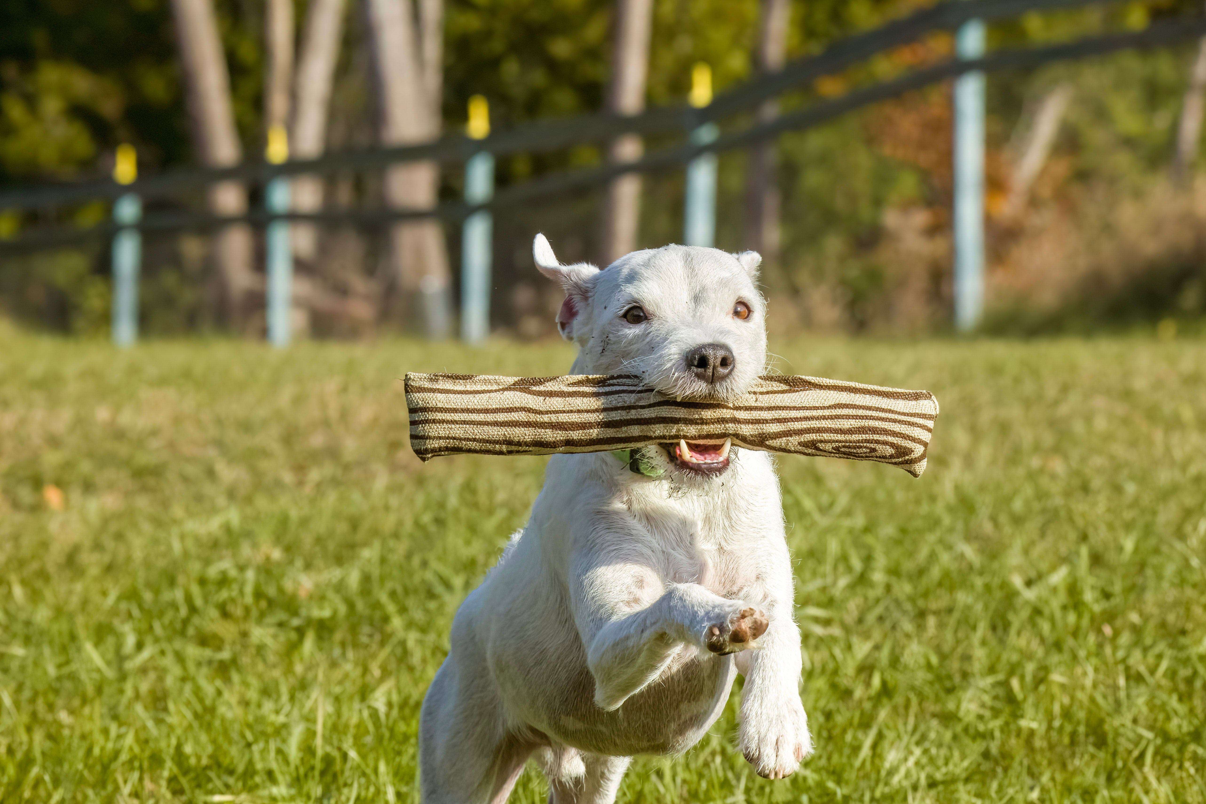 Honestpetproducts