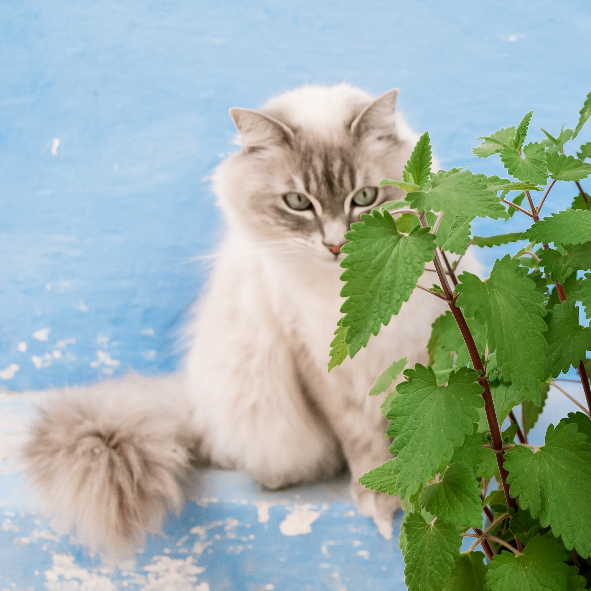 How long are catnip toys good for