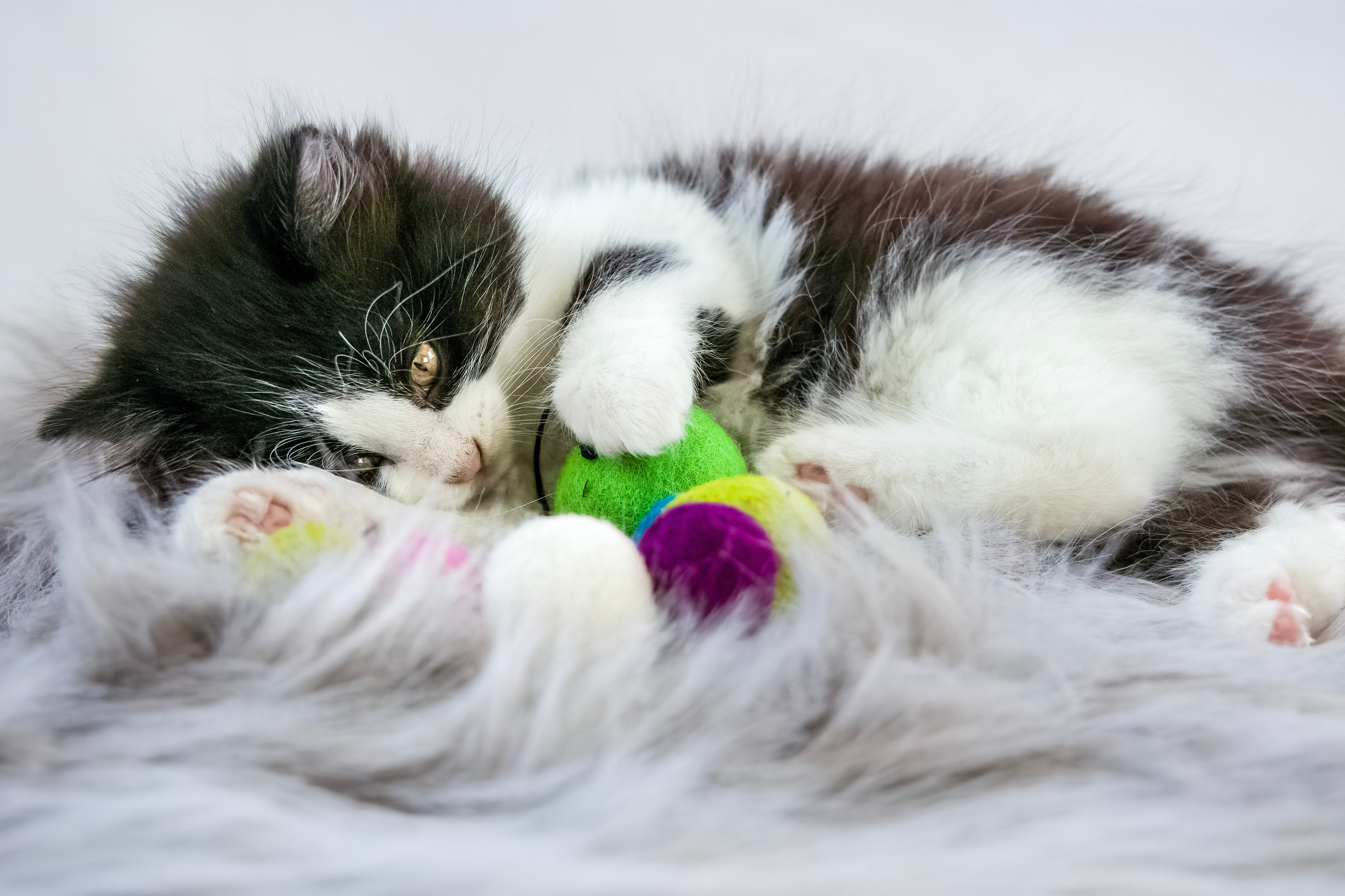 Honestpetproducts
