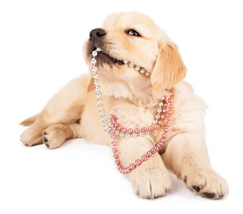 Honestpetproducts