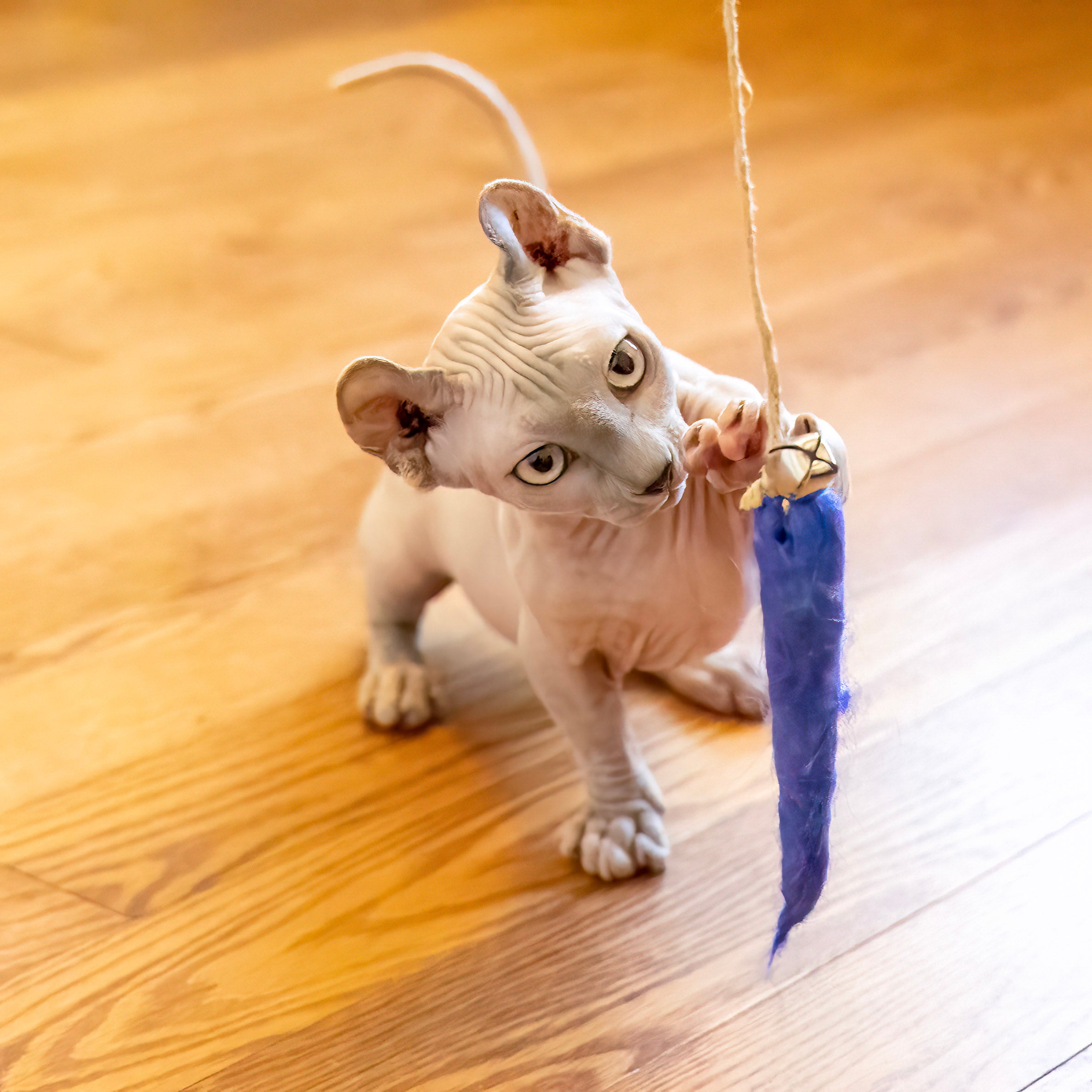 Eco Kitty Catcher
