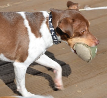 Honestpetproducts
