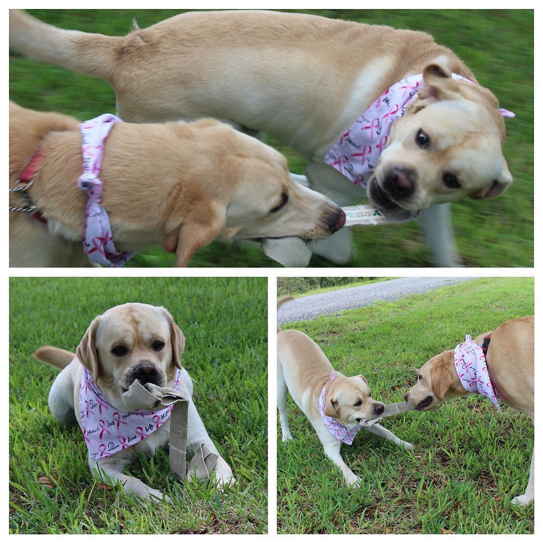 Dog Organic Tug Toy