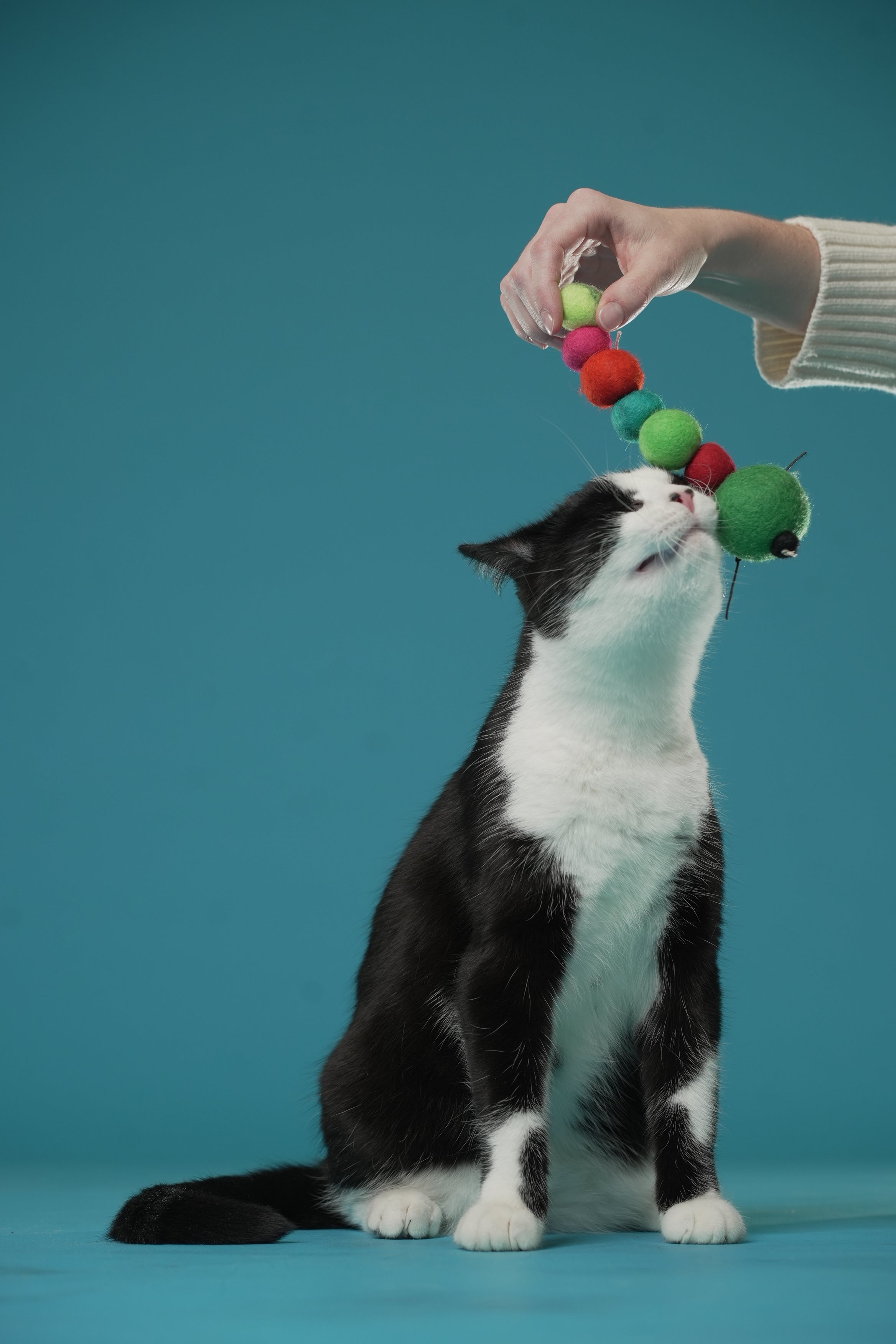 Honestpetproducts 7 Tips and Ideas for How to Play With Your Cat