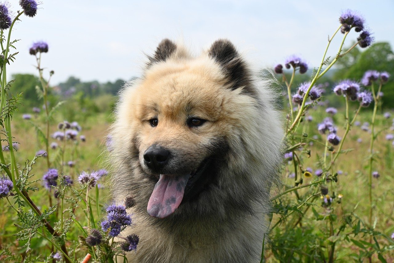 Honestpetproducts Summer Safety Tips for Pets