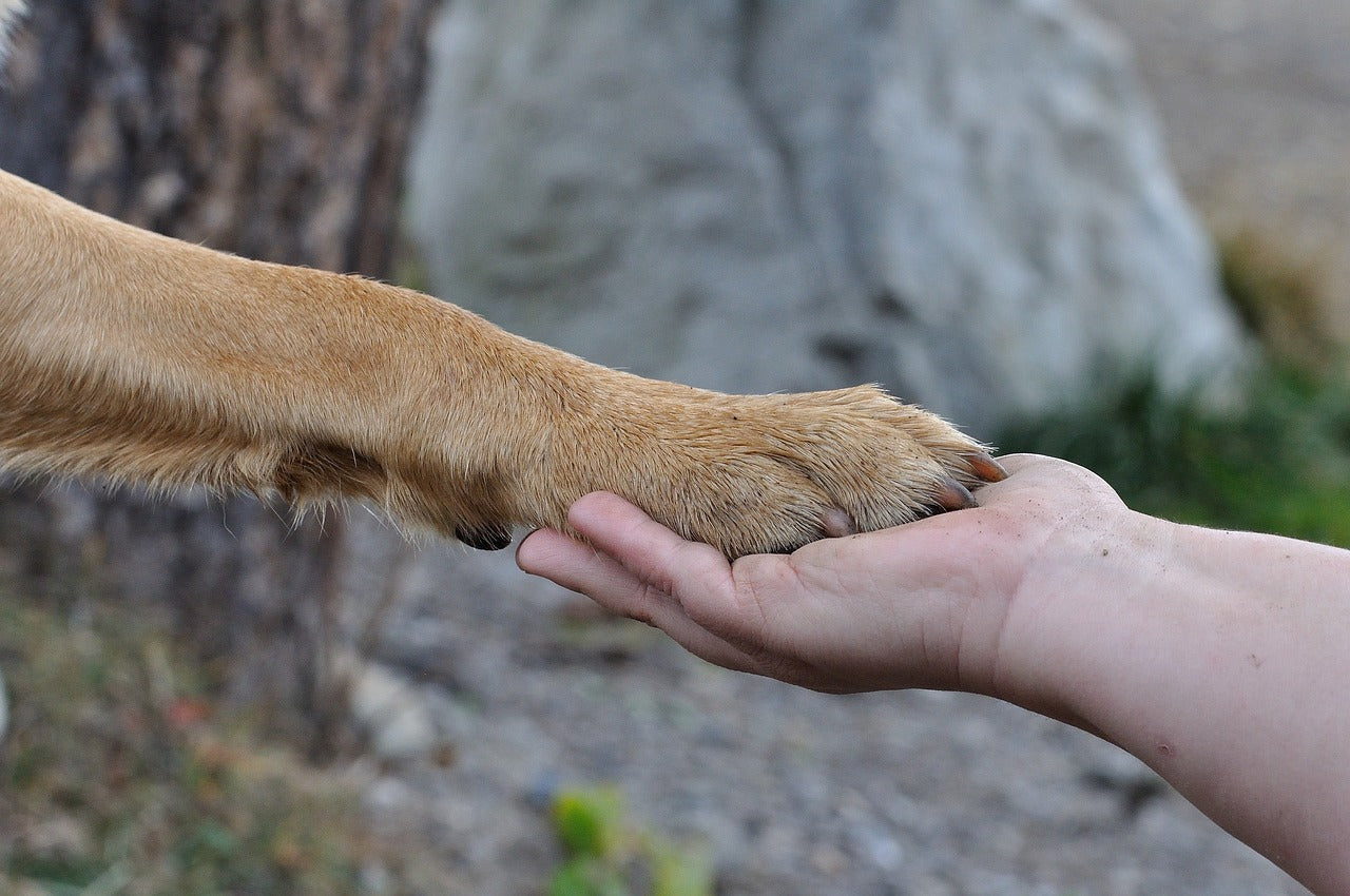 Honestpetproducts