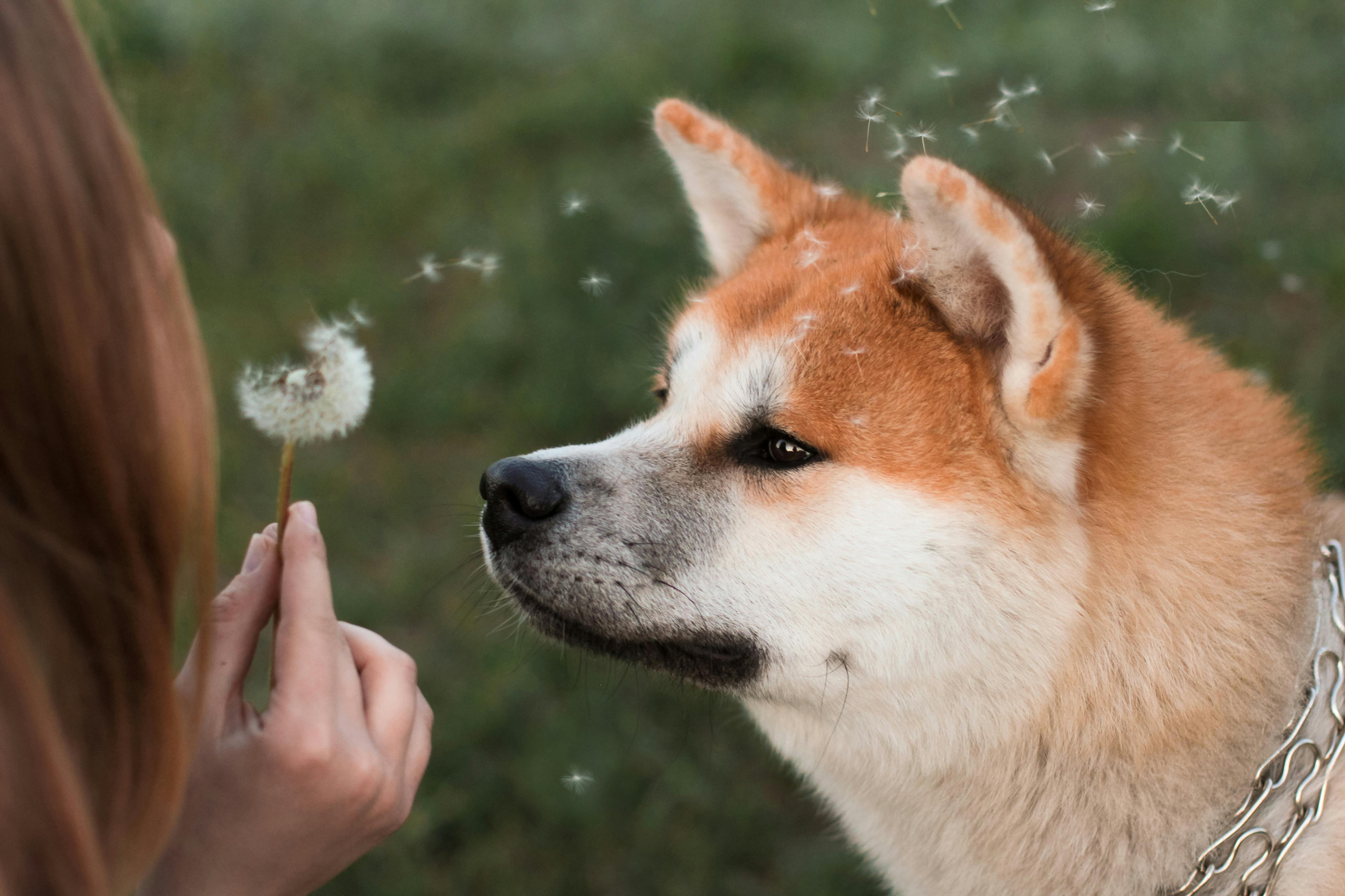 Honestpetproducts
