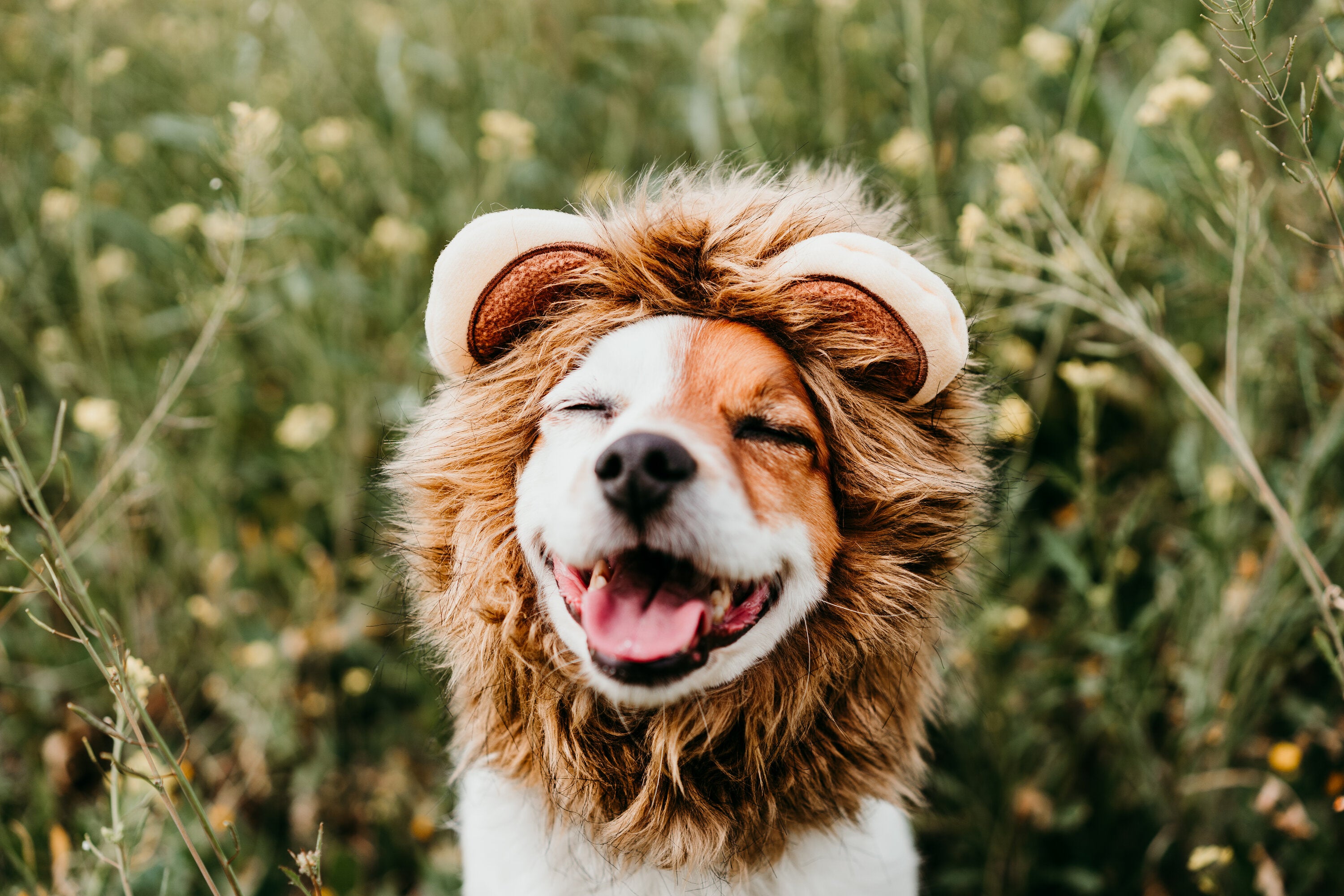 Honestpetproducts