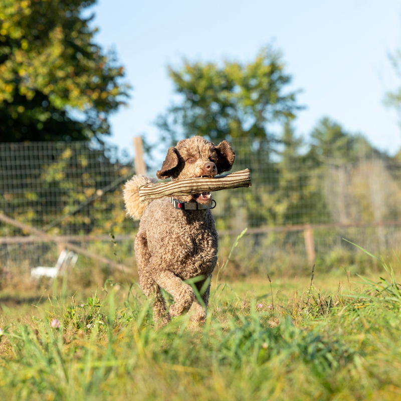 Honestpetproducts