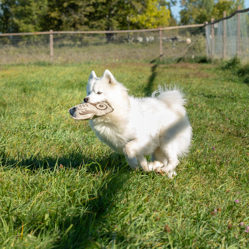 Honestpetproducts