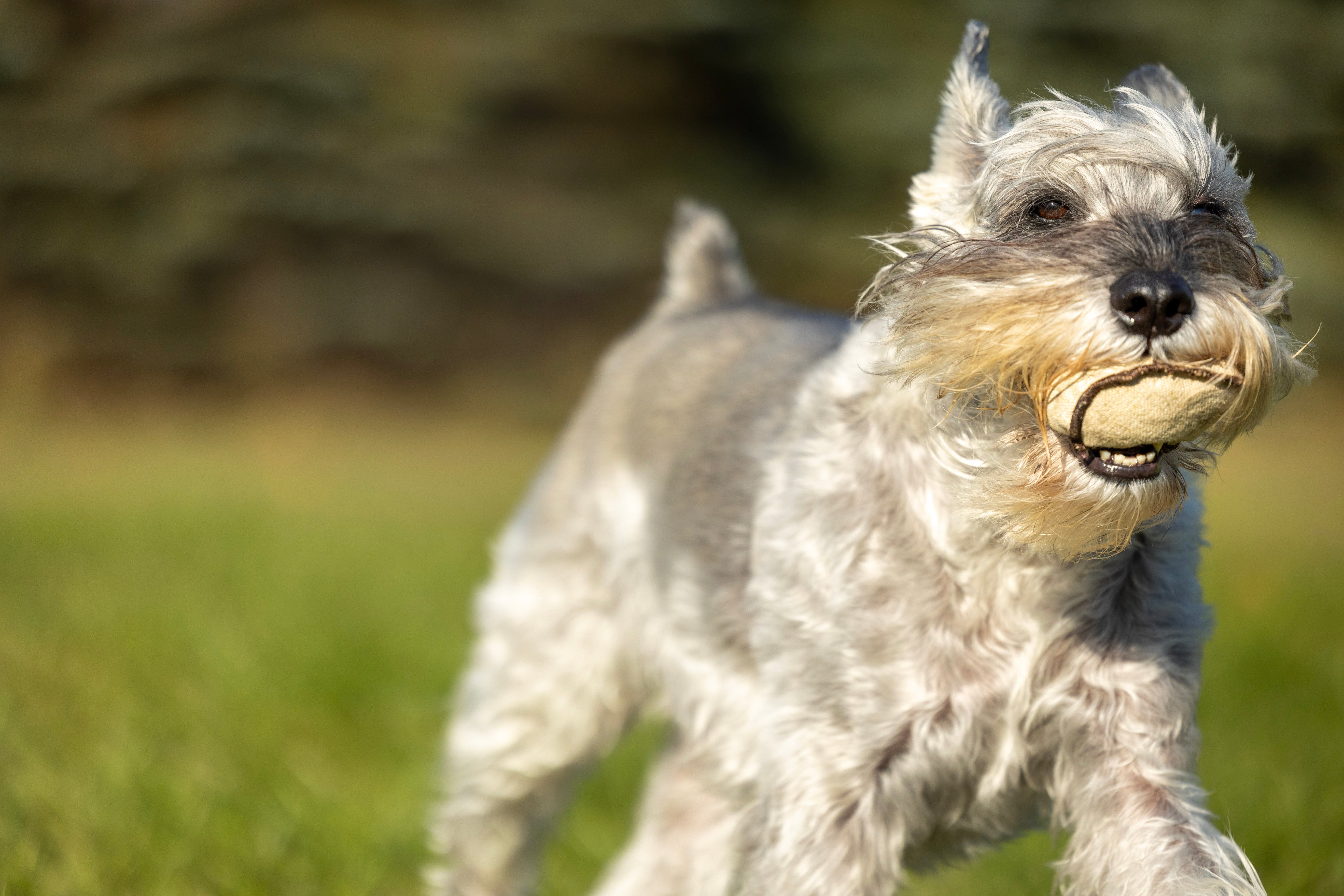 Honestpetproducts