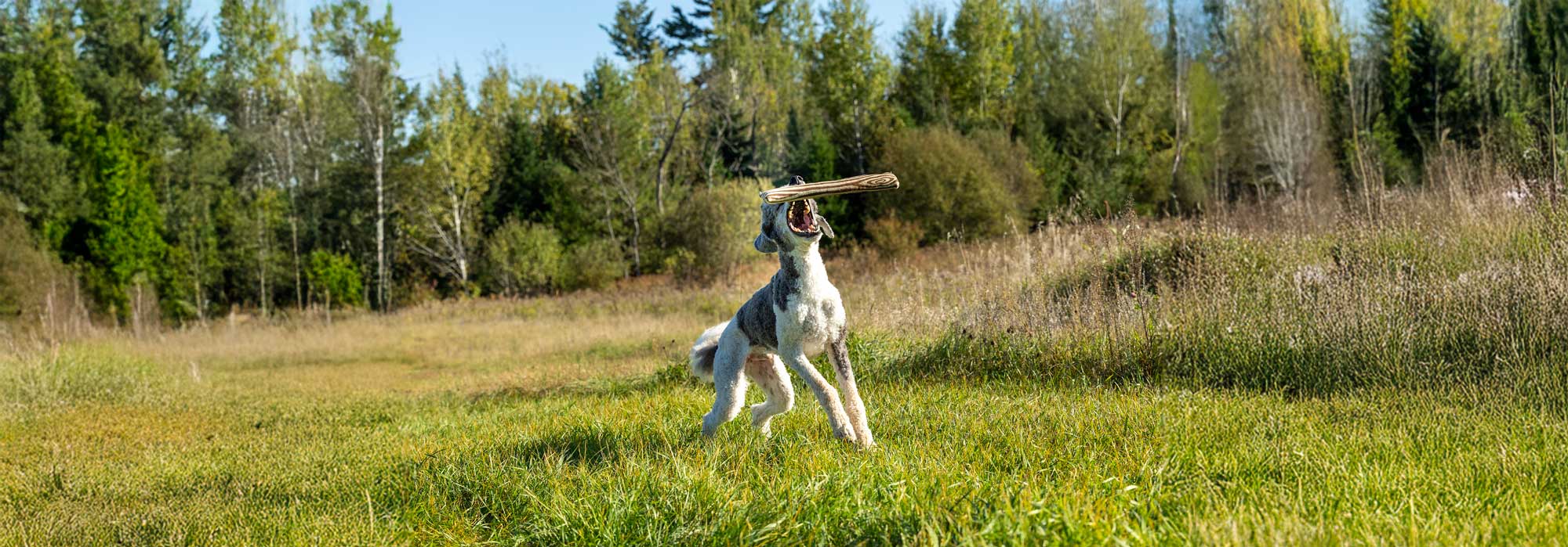 Honestpetproducts