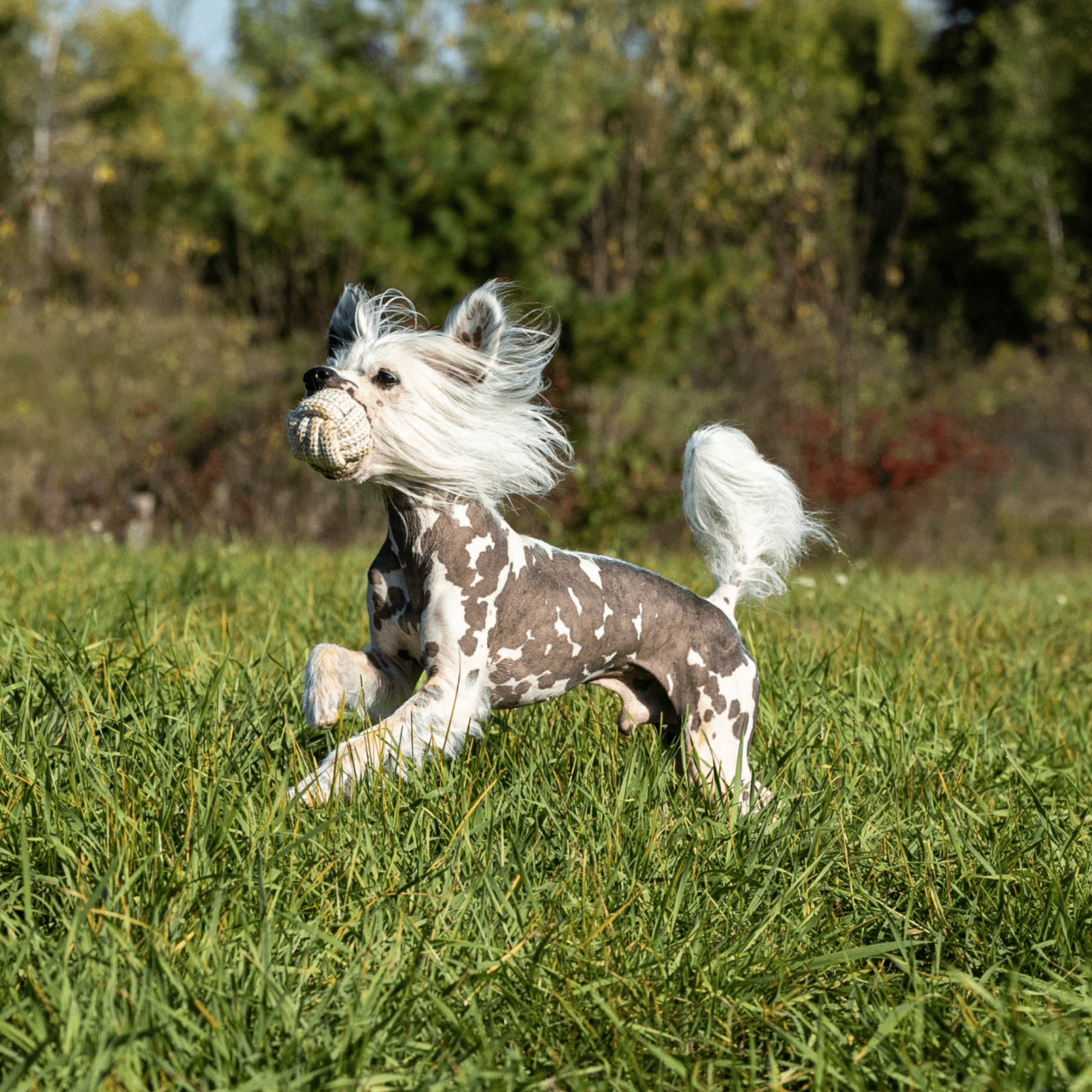 Honestpetproducts