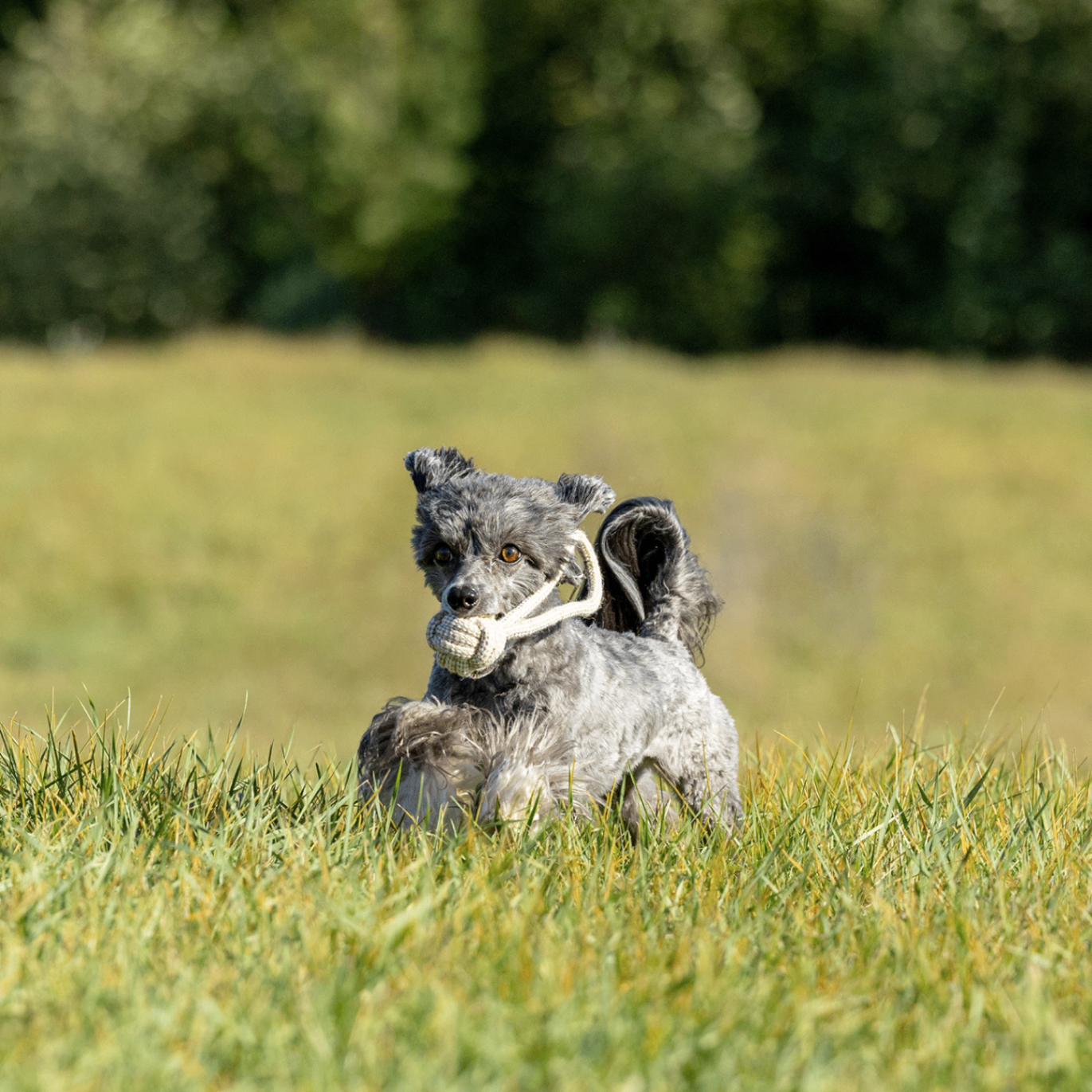 Honestpetproducts