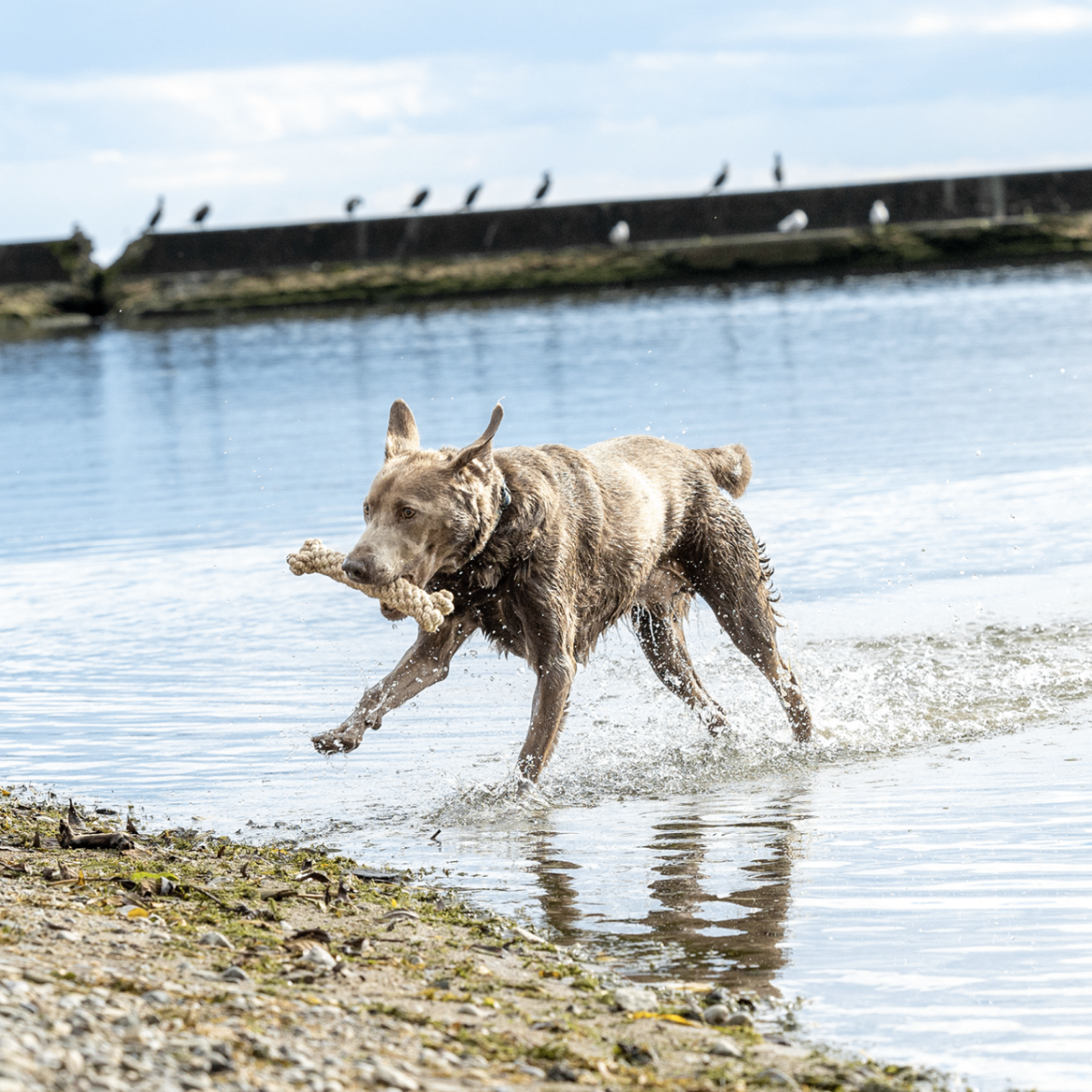 Honestpetproducts