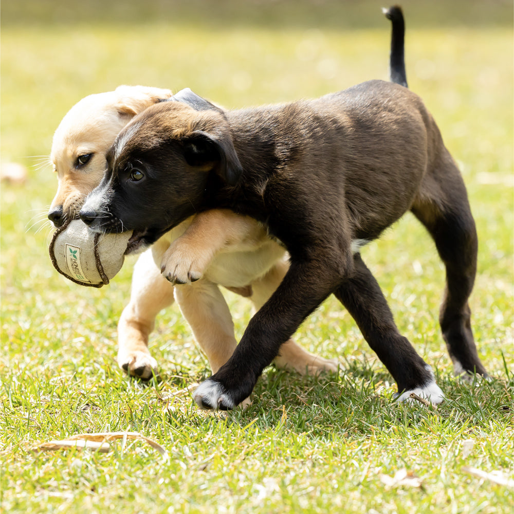 Honestpetproducts