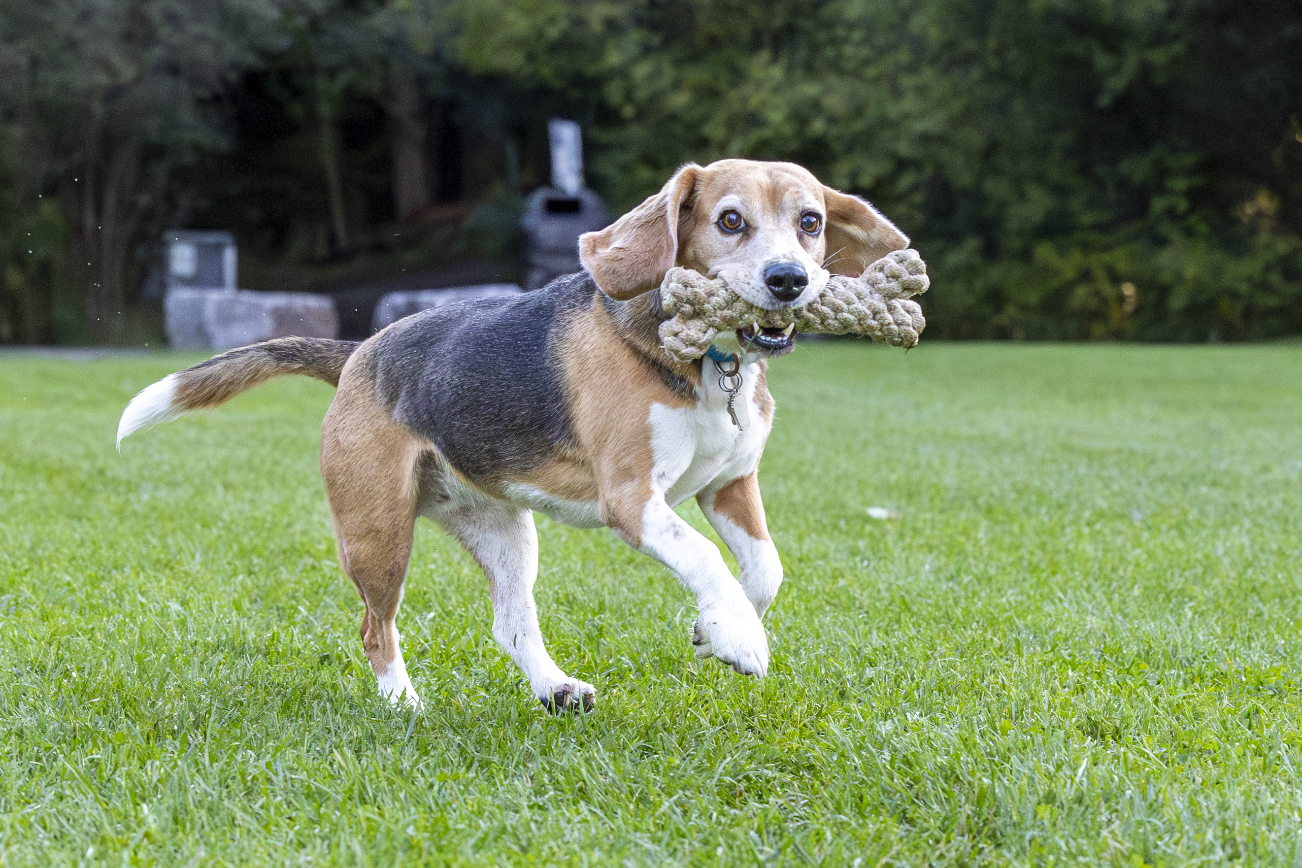 Honestpetproducts