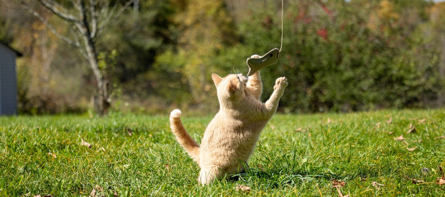 Honestpetproducts